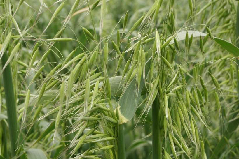 Wild Oats